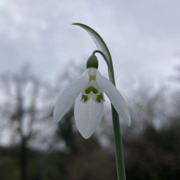 Galanthus elwesii 'Frinton Advent'