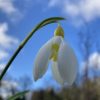 galanthus_treasure_island_morlas_plants