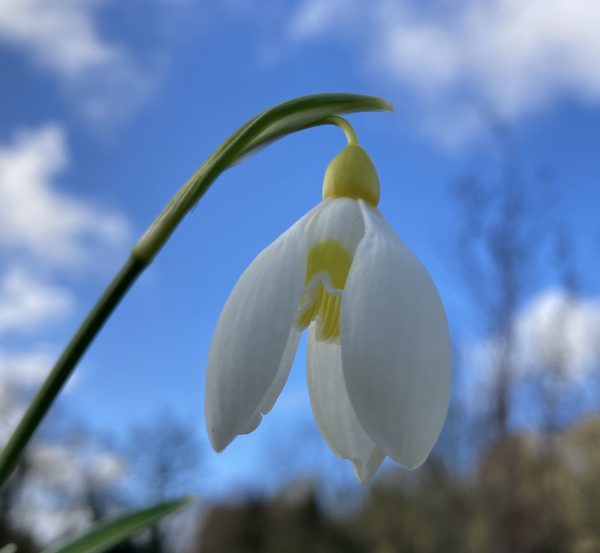 galanthus_treasure_island_morlas_plants