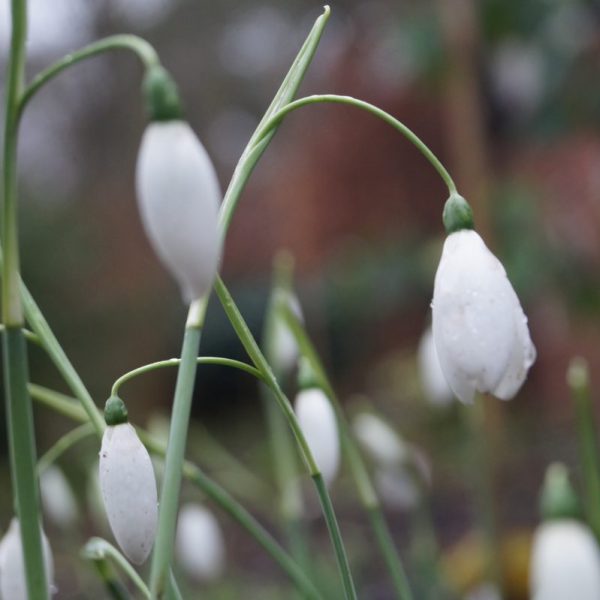 Galanthus 'Fly Fishing'