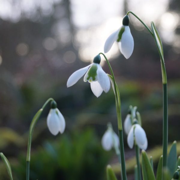 Galanthus 'Hoverfly'