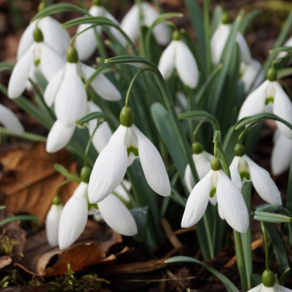 Galanthus 'Little Ben'