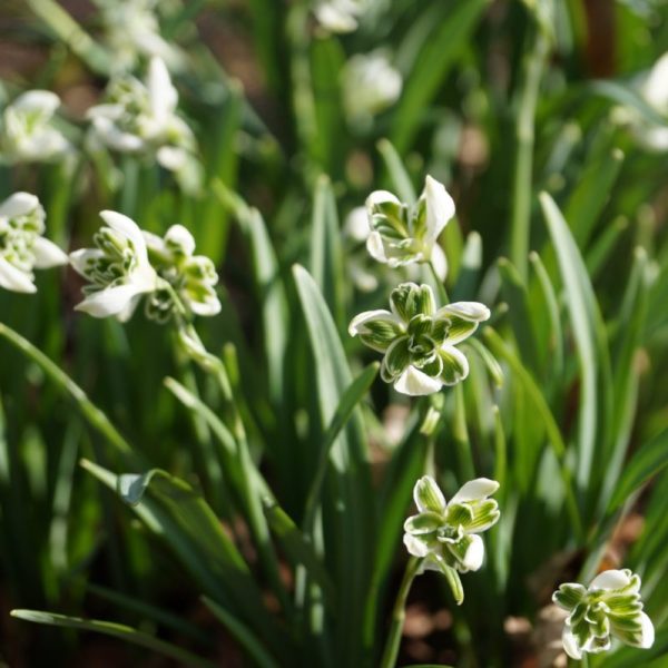 Galanthus nivalis 'Blewbury Tart'