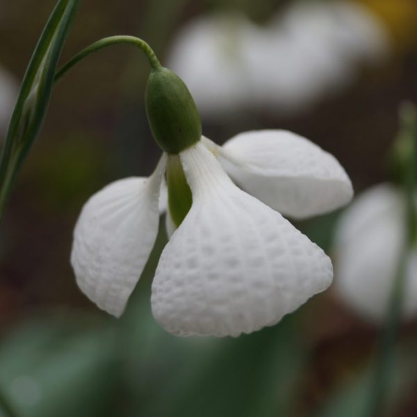 Galanthus plicatus 'Diggory' AGM