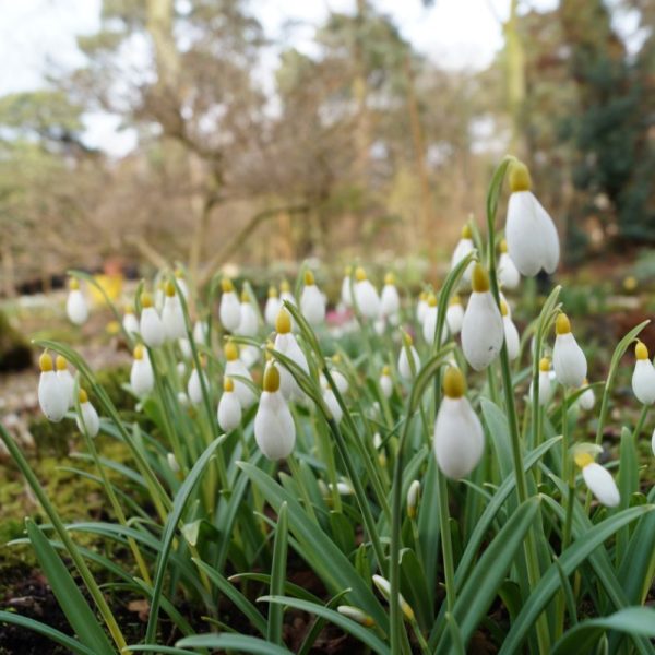 Galanthus 'Primrose Warburg'