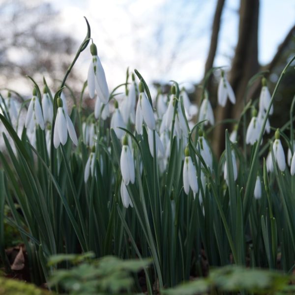 Galanthus 'Wasp'