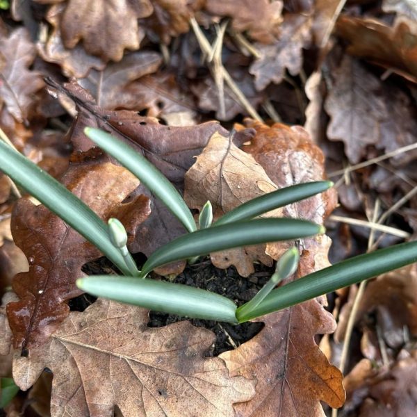 Galanthus regiane-olgae ssp vernalis 'Blue Streak'