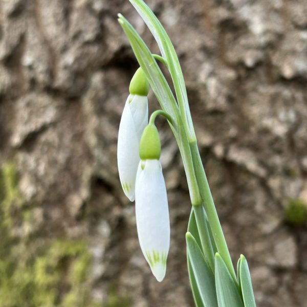 Galanthus 'Chantry Bonus'