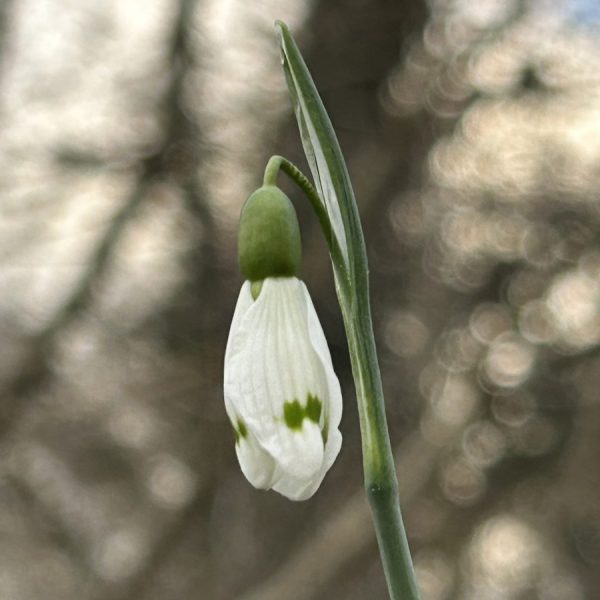 Galanthus 'Essex Girl'