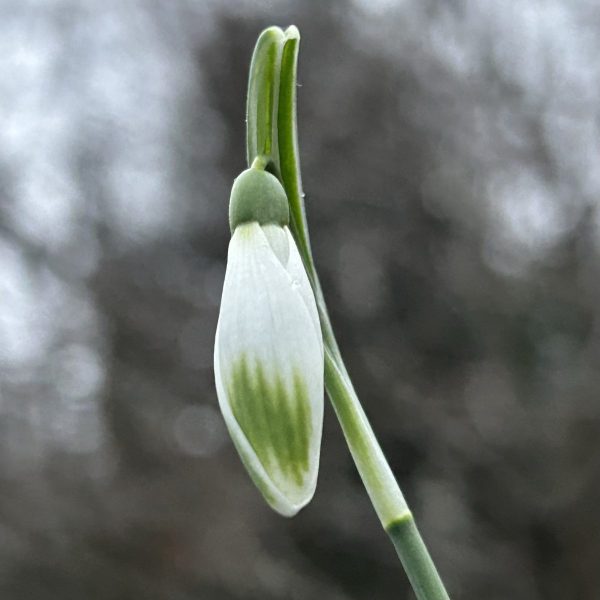 Galanthus nivalis 'Llo 'n' Green'