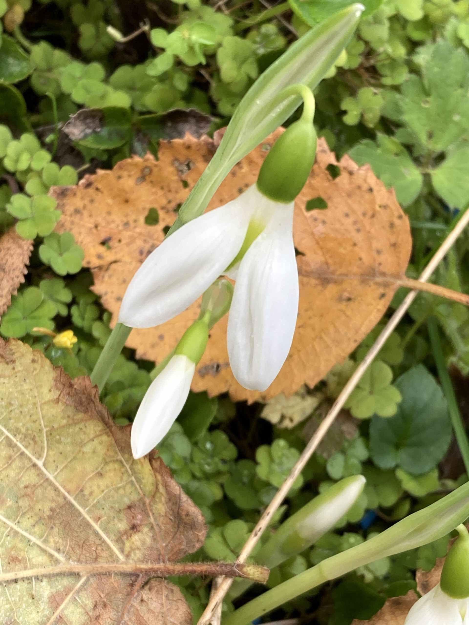 galanthus_elwesii_peter_gatehouse3_morlas_plants