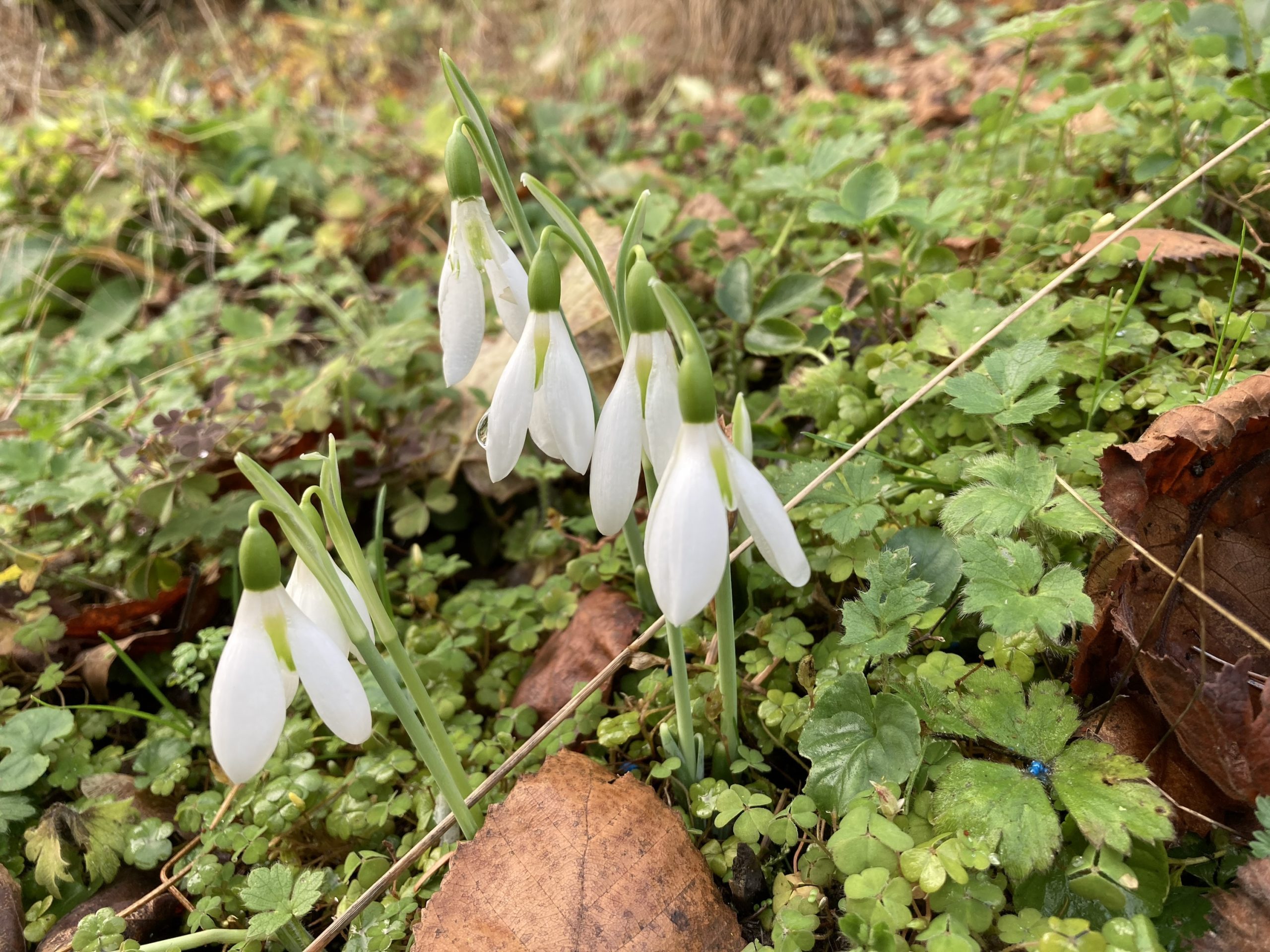 galanthus_elwesii_peter_gatehouse4_morlas_plants