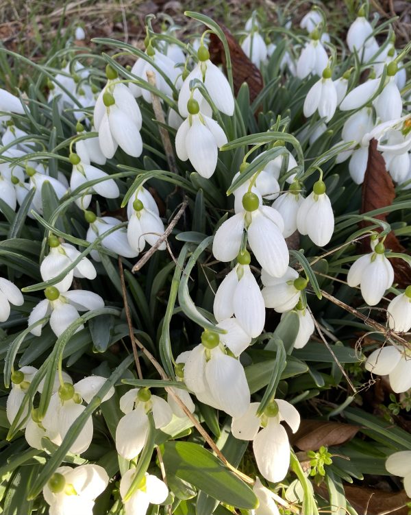 galanthus_moortown_mighty_morlas_plants