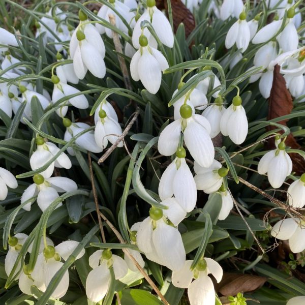 Galanthus 'Moortown Mighty'