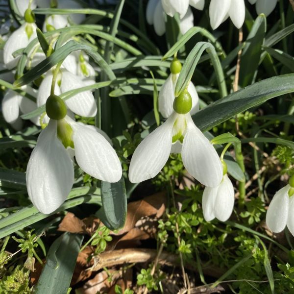 Galanthus 'Moortown Mighty'