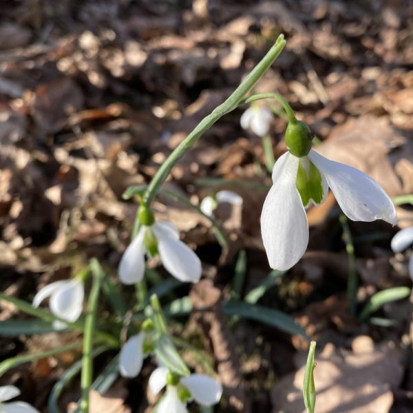 Galanthus 'Pride O' The Mill'