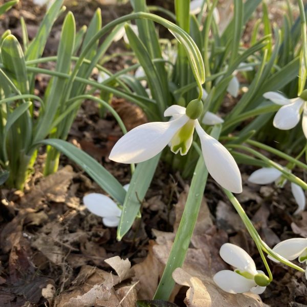 Galanthus 'Excelsis'