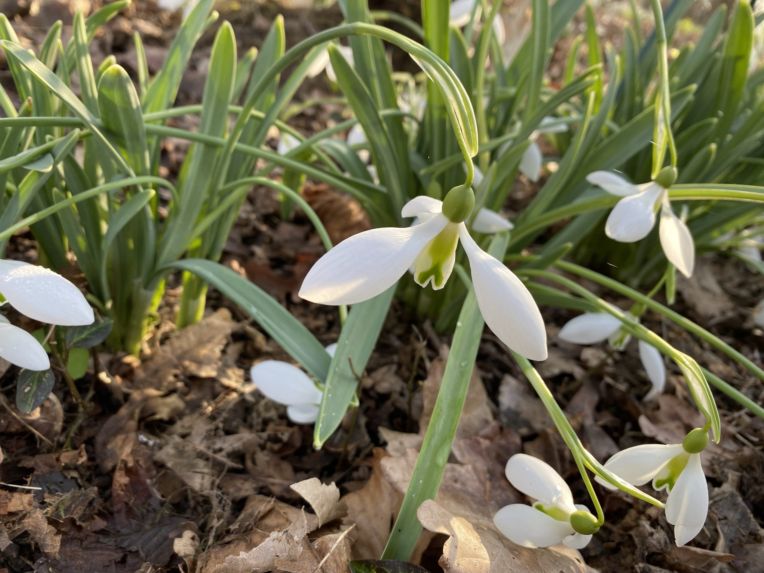 galanthus_excelsis2_morlas_plants