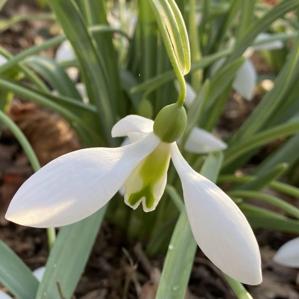 Galanthus 'Excelsis'