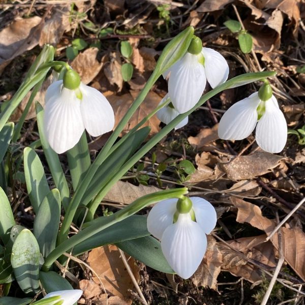 Galanthus 'Rodmarton Arcturus'