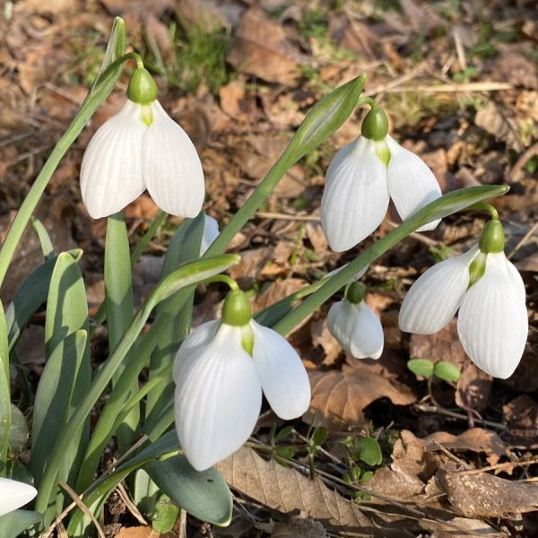 Galanthus 'Rodmarton Arcturus'