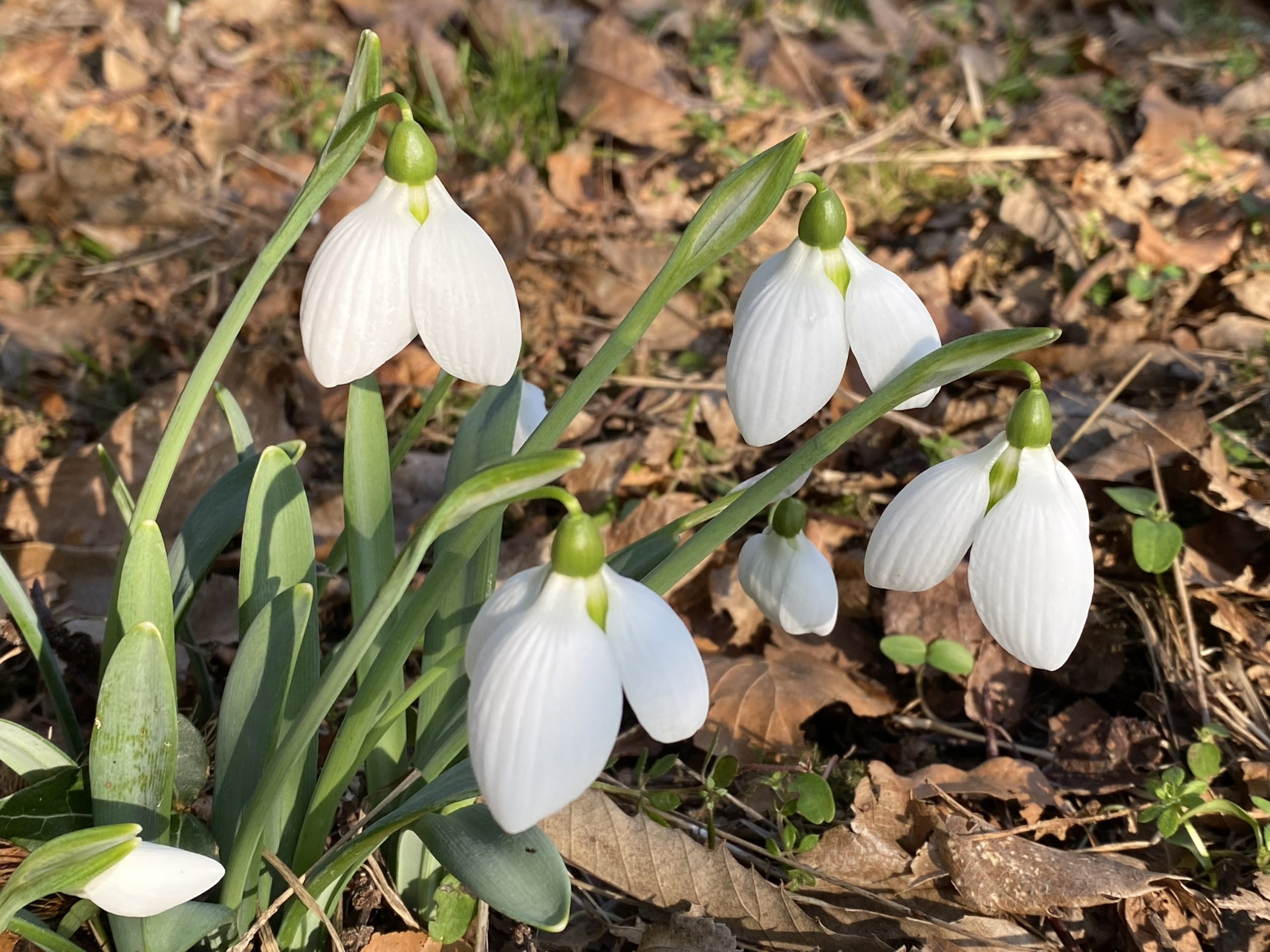 galanthus_rodmarton_arcturus2_morlas_plants