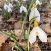 galanthus_treasure_island2_morlas_plants