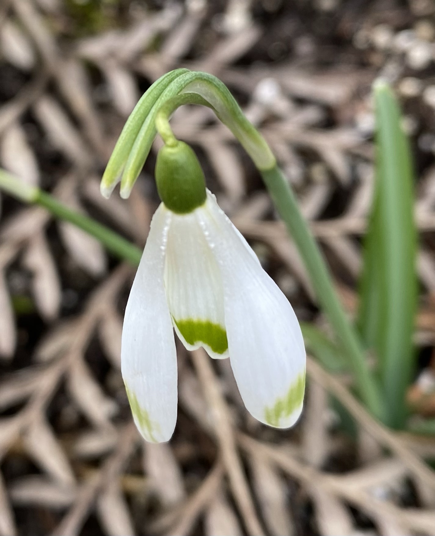 galanthus_nivalis_llo_n_green2_morlas_plants