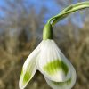 galanthus_irvington_green2_morlas_plants