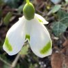 galanthus_irvington_green_morlas_plants