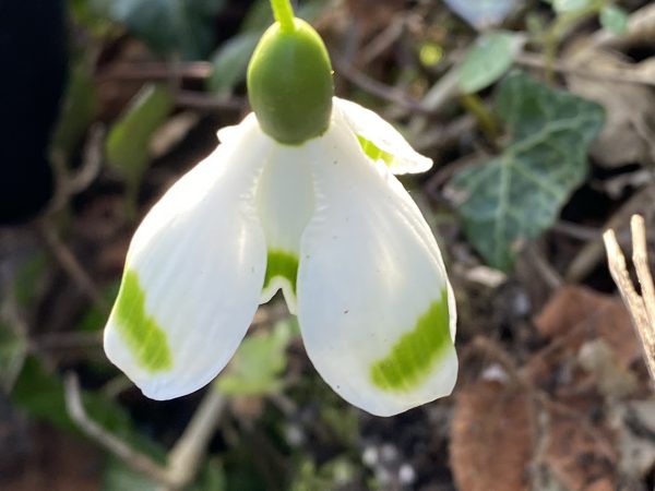 galanthus_irvington_green_morlas_plants