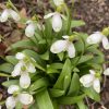 galanthus_worowonii_cider_with_rosie2_morlas_plants