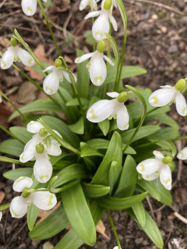 galanthus_worowonii_cider_with_rosie2_morlas_plants