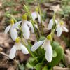 galanthus_woronowii_elizabeth_harrison