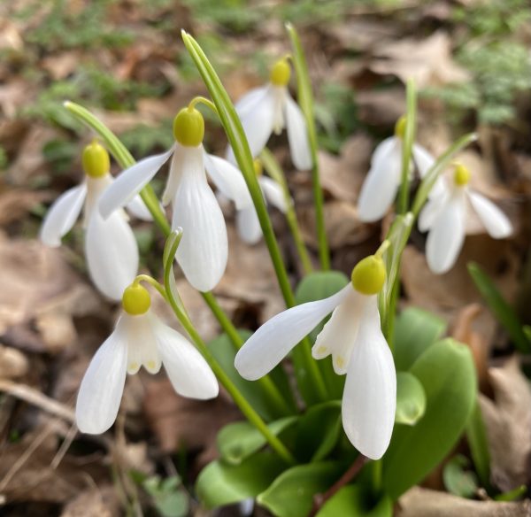 galanthus_woronowii_elizabeth_harrison