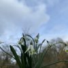 galanthus_turncoat_morlas_plants