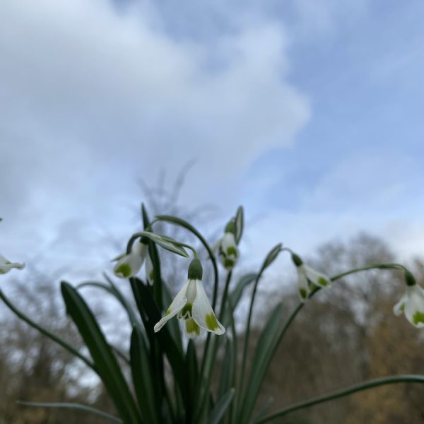 Galanthus 'Turncoat'