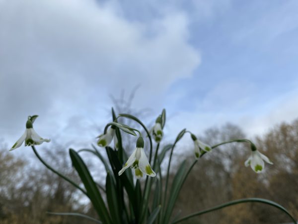 galanthus_turncoat_morlas_plants