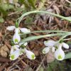 galanthus_trymming_morlas_plants