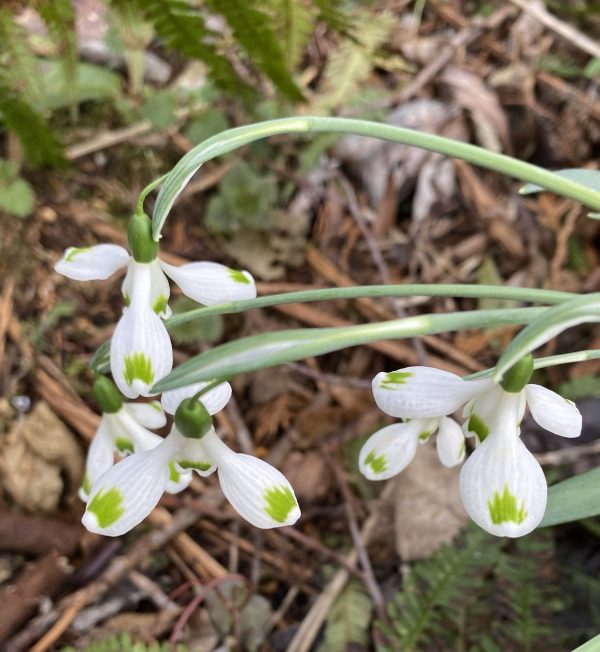 galanthus_trymming_morlas_plants