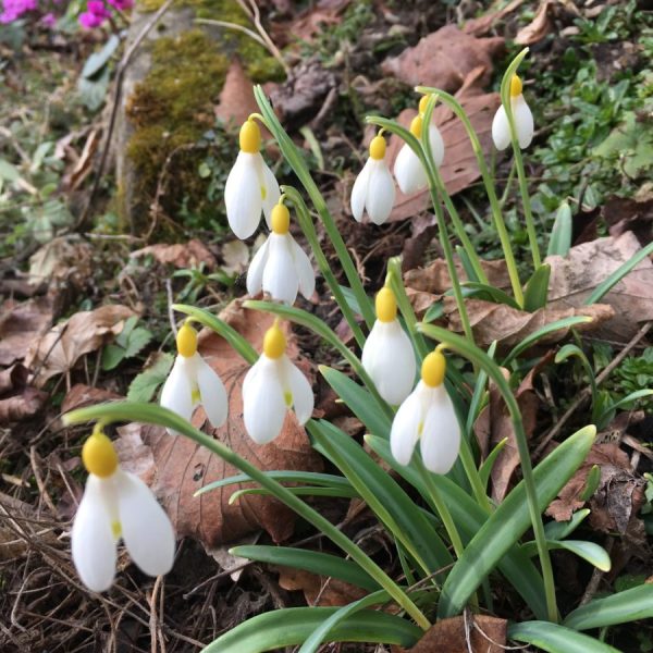 Galanthus 'Primrose Warburg'