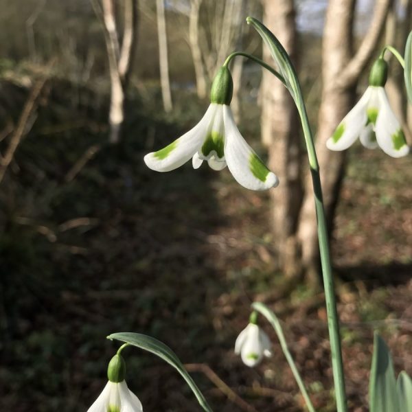 Galanthus 'Trymming'