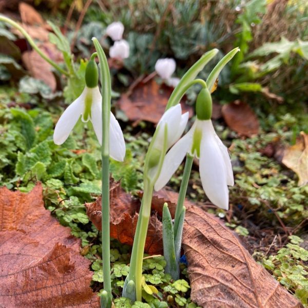 Galanthus elwesii 'Peter Gatehouse'