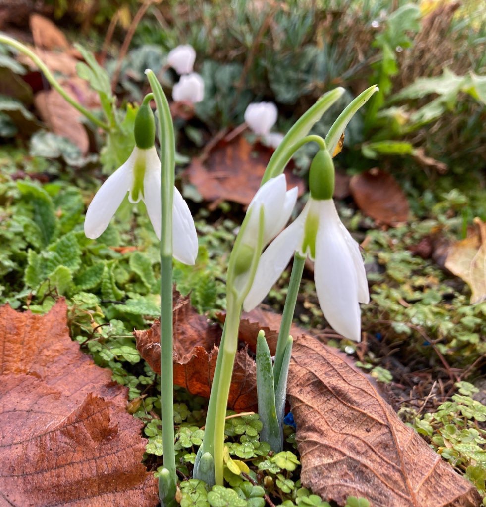 galanthus_elwesii_peter_gatehouse2_morlas_plants