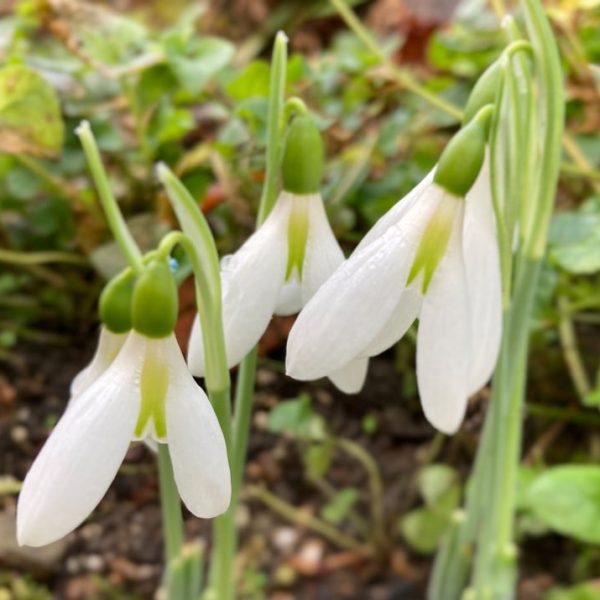 Galanthus elwesii 'Peter Gatehouse'