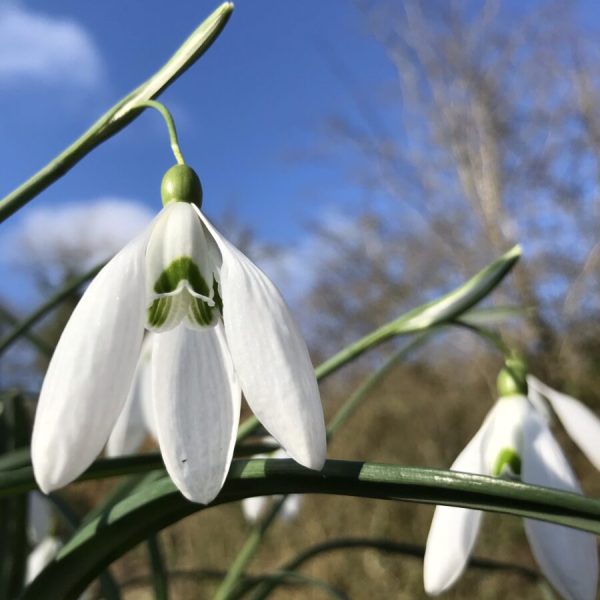 Galanthus 'Bill Bishop'