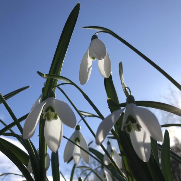 Galanthus 'Bill Bishop'