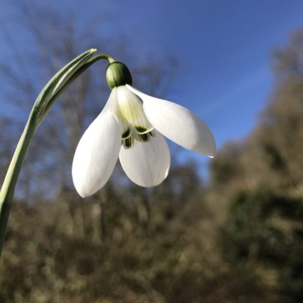 Galanthus 'Cliff Curtis'