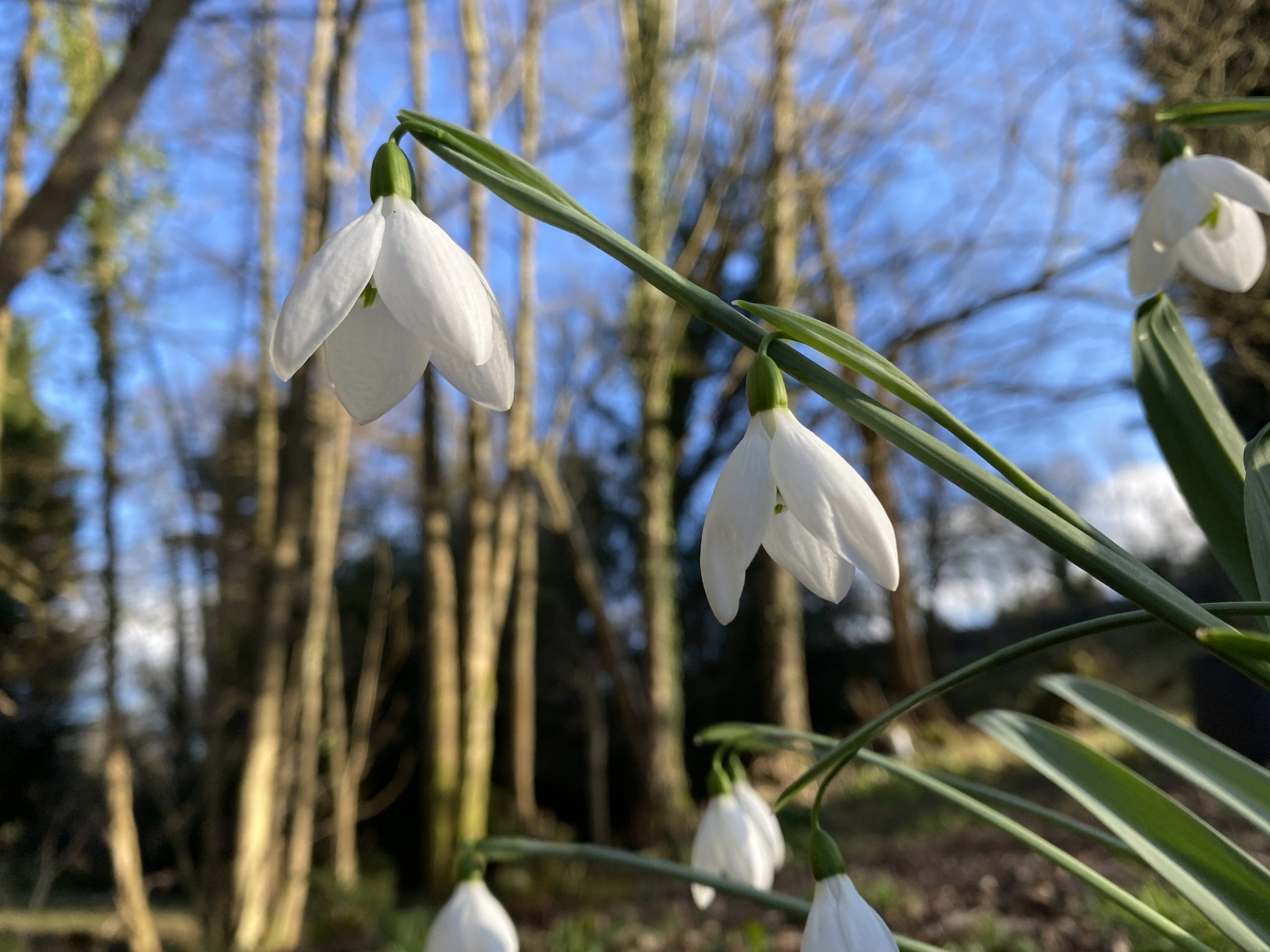 galanthus_elwesii_margarets_star4_morlas_plants