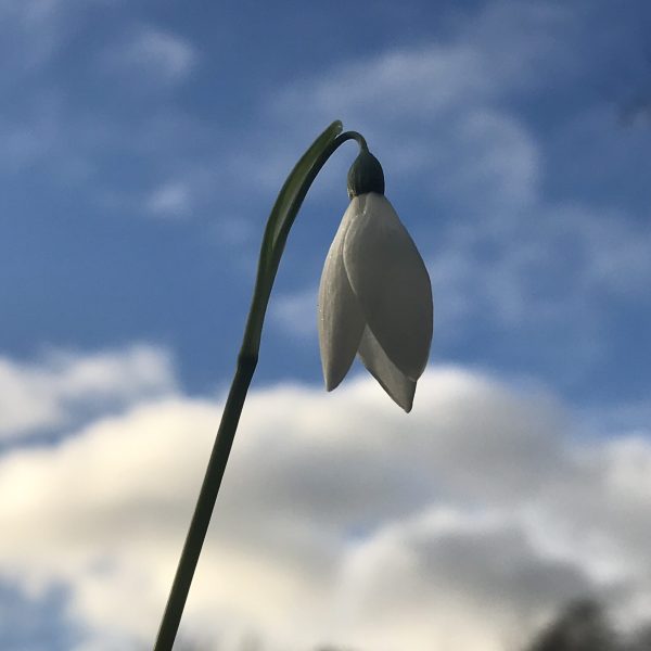 Galanthus elwesii 'Santa Claus'